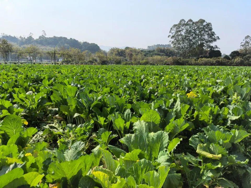 百万斤迟菜心热销中，优质蔬菜等您来购！