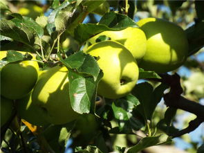 盐源县新农通果蔬种植专业合作社用优质产品铸口碑