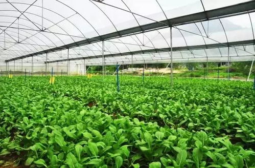 一亩地如何种出两亩效益？鄂州这家果蔬专业合作社立体栽培瓜果飘香