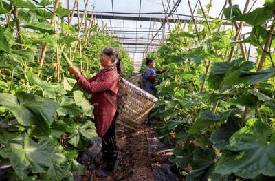 丰收时节，大棚黄瓜正当时——记蔬果专业合作社的绿色发展之路