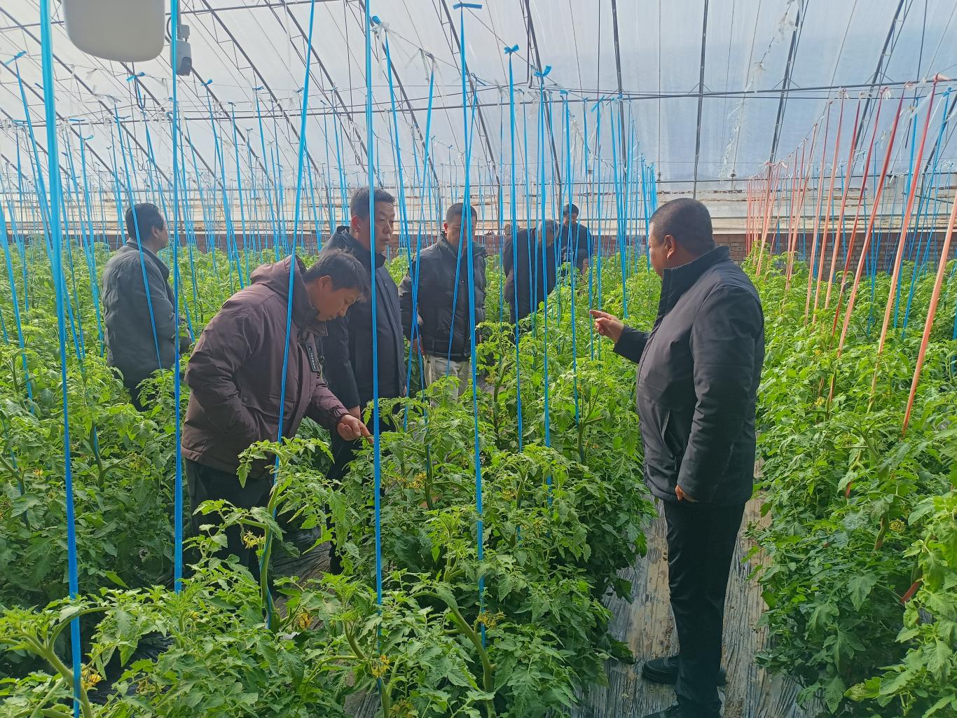 宝鸡陈仓区 冬春大培训赋能新农人，蔬果专业合作社焕发新活力