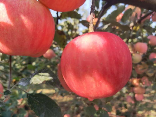 胶味领“鲜”冬至，胶州大白菜专场推介会将于12月31日在宝龙盛大开幕