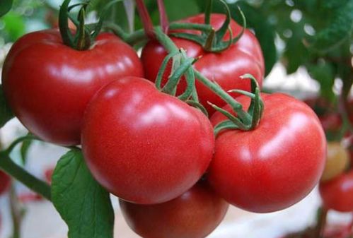 乐亭暖棚温室西红柿上市,王海民货栈如火如荼代办中