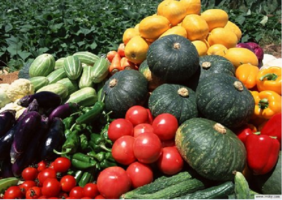 北京燕联达合作社 集约土地 打造放心菜篮子新模式