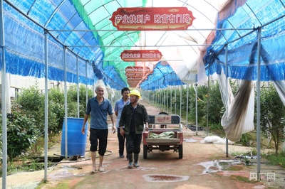 小产业助力乡村大发展——记蔬果专业合作社在赣鄱乡村的振兴之路