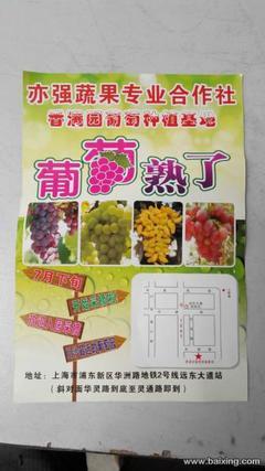 川沙葡萄采摘季盛大开启，品味上海浦东新区的田园乐趣