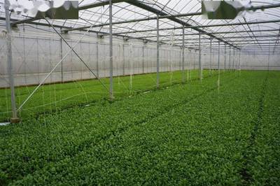 成功创建上海市蔬菜标准园！这两家合作社的菜，你尝过吗？