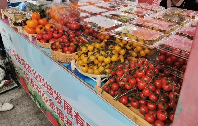 金山首届番茄节开幕，蔬果专业合作社邀您共享丰收盛宴