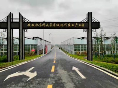 党建引领山乡蝶变 肥东县蔬果专业合作社的振兴之路